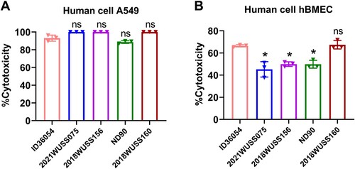 Figure 3. Human cell cytotoxicity assays of S. suis serotype 4 highly virulent strains. Cell cytotoxicity of S. suis strains on A549 (A) for 3 h and hBMEC (B) for 6 h. The percentage of cytotoxicity of S. suis serotype 4 strains was compared with that of the human reference strain ID36054 using an unpaired t-test. A summary of the p-values is provided, with an asterisk indicating a significant difference (p < 0.05) and “ns” denoting no significant difference.