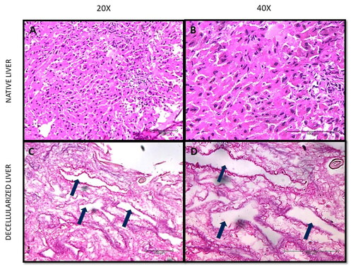 Figure 2. Histological characterisation of native and decellularized tissue. (A) Rat native liver tissue at 20X magnification, (B) Rat native liver tissue at 40X magnification, (C) Rat decellularized liver tissue at 20X magnification, and (D) Rat decellularized liver tissue at 40X magnification.