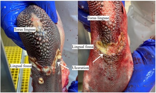 Figure 1. (a,b) Excised tongues from two cows immediately after slaughter affected with oral lesions after ingestion of yellow bristle grass (Setaria pumila) showing characteristic gross lesions of deep transverse linear ulceration on the dorsal lingual surface immediately rostral to the torus linguae (photo credit: Jacolette Jansen (MPI Verification Services) and AsureQuality Meat Inspection Services).
