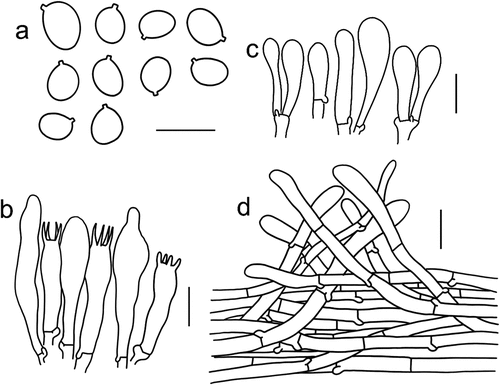 Figure 8. Microscopic features of Tricholomopsis floccosa (type, HKAS 57,681). (a) Basidiospores; (b) Hymenium; (c) Cheilocystidia; (d) Pileipellis. Bars: a – b = 10 μm, c – d = 20 μm.