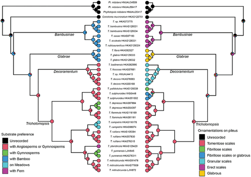 Figure 4. Ancestral state reconstructions of substrate preference (left part) and ornamentations on pileus (right part) of Tricholomopsis using ape and phytools packages in R. The phylogenetic tree was based on the results of 450 single-copy orthologous genes, and pie chart of each node were summarised by stochastic character mapping under equal-rates model with 1,000 times. Names for each section in Tricholomopsis are labelled next to the corresponding branches.