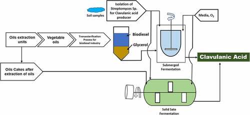 Figure 3. Utilization of processing residues (oil cakes and glycerol) from oil extraction and biodiesel production industry for clavulanic acid production through fermentation approach.