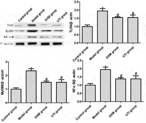 Figure 6. Effects of UTI on protein expressions of TLR4, MyD88 and NF-κB in lung tissue of LPS-induced rats. *Compared with control group, P < 0.05; #compared with model group, P < 0.05.
