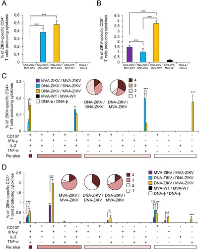 Figure 5. Memory ZIKV-specific CD4+ and CD8+ T cell immune responses in immunized mice. Splenocytes were collected from mice (n = 4 per group) immunized with MVA-ZIKV/MVA-ZIKV, DNA-ZIKV/DNA-ZIKV, DNA-ZIKV/MVA-ZIKV, MVA-WT/MVA-WT and DNA-ϕ/ DNA-ϕ, 53 days after the last immunization. Next, ZIKV-specific CD4+ and CD8+ T cell memory immune responses triggered by the different immunization groups were measured by ICS assay following the stimulation of splenocytes with a ZIKV E peptide pool. Values from unstimulated controls were subtracted in all cases. (A and B) Magnitude of the total ZIKV-specific CD4+ (A) and CD8+ (B) T cell responses after stimulation of splenocytes with the ZIKV E peptide pool. The total value in each group represents the sum of the percentages of CD4+ and CD8+ T cells expressing CD107a and/or secreting IFN-γ and/or IL-2 and/or TNF-α against ZIKV E peptide pool. (C and D) Polyfunctionality of the ZIKV-specific CD4+ (C) and CD8+ (D) T cell responses shown as the combined production of CD107a and/or IFN-γ and/or IL-2 and/or TNF-α against the ZIKV E peptide pool. p values indicate significant response differences between immunization groups (*** p < 0.001). Responses are grouped and colour coded on the basis of the number of functions (4, 3, 2, or 1). The pie charts summarize the data. Each slice corresponds to the proportion of the total ZIKV-specific CD4+ and CD8+ T cells exhibiting 1, 2, 3, or 4 functions (CD107a and/or IFN-γ and/or TNF-α and/or IL-2).
