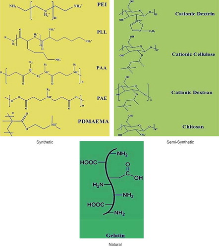 Figure 1. Classification of cationic polymers [Citation14].