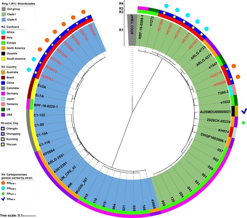 Figure 2. A maximum-likelihood phylogenetic tree of ST116 E. xiangfangensis strains. A total of 56 ST171 E. xiangfangensis strains (including 15 sequenced in this study, and 41 from GenBank) were performed with phylogenetic analysis, while E. cloacae strain ATCC 13047 (GenBank accession number NC_014121) was used as the out group. Bar corresponds to scale of sequence divergence.