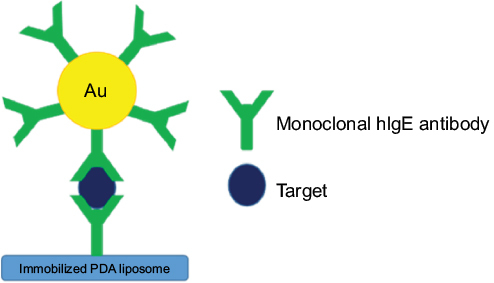 Figure 2 Schematic diagram of liposome-based biosensor using antibody-conjugated AuNPs for signal amplification. Data from Won and Sim.Citation22