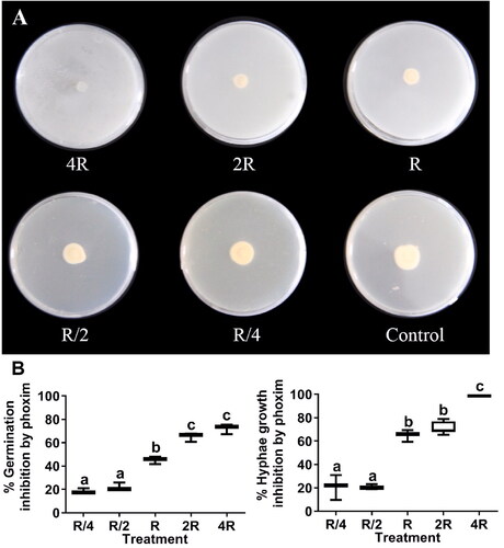 Figure 3. Inhibition of L. muscarium conidial germination and hyphal growth by phoxim at different concentrations. Colony morphology of L. muscarium grown on potato dextrose agar (PDA) containing phoxim at different concentrations at 5 d after inoculation (A). The plates were 9 cm in diameter. Different letters indicate significant differences among treatments (p < 0.05) (B). The meanings of R, R/4, R/2, 2 R, 4 R and box chart, as well as data processing methods are all the same as Figure 1.