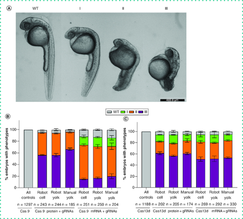Figure 2. Percentage of zebrafish embryos with different grades of no tail phenotype caused by TBXTA gene knockdown.(A) Knockdown of the TBXTA gene using both Cas9 and RfxCas13d (CasRx) systems results in different levels of no tail phenotype. Representative phenotype images are acquired from CasRx injections. Scale bar = 485.6 μm. (B) Percentage of embryos of each grade of no tail phenotype caused by Cas9 protein or mRNA targeting TBXTA gene using automatic robot or manual injections. As all the control groups injected either with Cas9 protein or mRNA only show the wild-type phenotype, the authors combined all the control groups to one bar, namely “All controls” (Cas9 protein robot, n = 434; Cas9 protein manual, n = 213; Cas9 mRNA robot, n = 447; Cas9 mRNA manual, n = 203). (C) Percentage of embryos of each grade of no tail phenotype caused by CasRx protein or mRNA targeting TBXTA gene using automatic robot or manual injections. As all the control groups injected with either CasRx protein or mRNA only showed the wild-type phenotype, the authors combined all the control groups to one bar, namely “All controls” (CasRx protein robot, n = 334; Cas13d protein manual, n = 173; CasRx mRNA robot, n = 432; CasRx mRNA manual, n = 249). Type I: Short tail and normal notochord; type II: Notochord development failure and short tail; type III: Notochord development failure and shorter tail; WT: Normal tail and notochord.