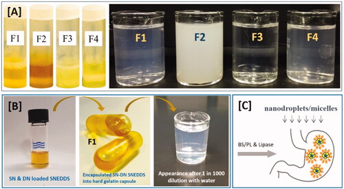 Figure 2. (A) Appearance of the SNEDDS preconcentrate (in glass tubes) and SNEDDS after aqueous dilution with water (in glass beaker) that were developed with black seed oil (BSO) and soybean oil (SBO) for the model drugs, sitagliptin and dapagliflozin, as combined dosage form. (B) The F1-SNEDDS combined dosage form filled into hard gelatin capsule and the appearance of the diluted SNEDDS (10 mg anhydrous formulation was diluted in 10 mL water [1 in 1000 w/v]) and (C) Formation of nanodroplets/micelles from F1-SNEDDS in presence of bile salt: phospholipid and pancreatic lipase during lipid digestion in the small intestine.
