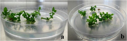 Figure 4. Multiple shoot regeneration from nodal explants of B. monnieri treated with methanolic and aqueous extracts of P. saxatilis. Regenerated shoots in culture medium supplemented with (a) 80 mg/L methanolic extract and (b) 80 mg/L aqueous extract, after eight weeks of culture.