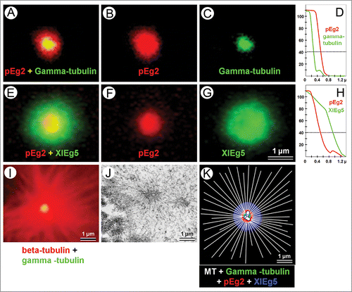 FIGURE 1. Localization of different proteins in prophase centrosome area in XL2 cells. (A–C) pEg2/gamma-tubulin double immunofluorescent labeling; (D) the profiles of the fluorescence intensity of pEg2 and gamma-tubulin immunofluorescence (vertical axis, arbitrary units) as a function of the distance from the geometric center of the fluorescent area (horizontal axis, µm); (E–G) pEg2/XlEg5 double immunofluorescent labeling; (H) the profile of the fluorescence intensity of pEg2 and XlEg5 immunofluorescence (vertical axis, arbitrary units) as a function of distance from the geometric center of the fluorescent area (horizontal axis, µm); (I) double β-tubulin/gamma-tubulin immunofluorescent labeling; (J) ultrastructure of centrosome region in prophase XL2 cell, TEM analysis; (K) representative scheme of different centrosomal proteins localization. Horizontal dashed line (D, H) shows the fluorescence level for which the measurement of the fluorescent spot radius was made. Scale bar 1 µm.