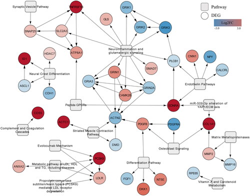 Figure 5. Network of interactions between DEGs and the 15 most significantly enriched WikiPathways pathways. Pathways (rounded rectangles) with the highest pathway statistics-determined Z-scores and their first neighbour DEGs that were upregulated (red) or downregulated (blue).