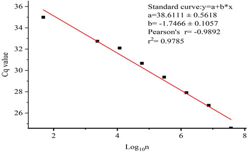 Figure 3. Linear regression of the log10(conidia number) against Cq values.