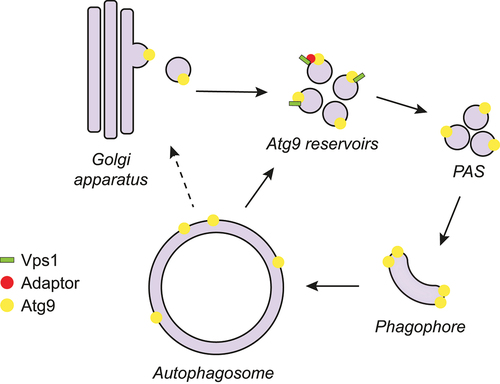 Figure 1. Possible role of the yeast dynamin-like GTPase Vps1 in Atg9 trafficking during autophagy. Vps1 directly or indirectly, via one or more adaptors, interacts with Atg9 at Atg9 reservoirs, which are derived from the Golgi apparatus. Vps1 mediates Atg9 transport from the Atg9 reservoirs to the PAS, although a role in sorting from the Golgi cannot be excluded. At the PAS, Atg9 provides the seed membrane to form the phagophore, but it is also playing a key role in recruiting part of the Atg machinery and rearranges lipids on the phagophore membrane to assist in expansion. Once the autophagosome is completed, Atg9 is recycled from the autophagosomal membrane or the vacuole upon fusion of the autophagosome with this organelle. It is unclear if this retrograde transport brings Atg9 back to the Atg9 reservoirs or to the Golgi, from where it returns to the reservoirs.