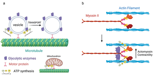 Figure 2. Glycolysis as a localized bioenergetic source along axons. (a) “On-board” glycolysis. Glycolytic enzymes are associated with fast transport vesicles along axons. The vesicle associated enzymes then generate ATP that is used by the vesicle associated motor proteins to move vesicles along microtubules. In contrast, mitochondria power their own transport by oxidative phosphorylation. (b) During cannabinoid induced axon retraction glycolytic enzymes are recruited to myosin II, the main ATPase mechanoenzyme that powers cellular contractility through actin filaments. The Myosin II associated glycolytic enzymes then generate ATP that is used by myosin II to power actomyosin contractility and drive axon retraction. Figure prepared using Biorender.com.