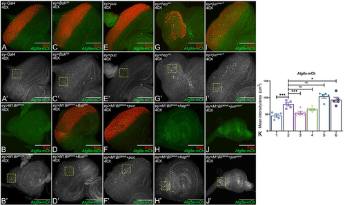 Figure 7. Activation of JNK signaling in the background of M1BP downregulation promotes autophagy. (A-J) Eye-antennal imaginal discs of (A, A’) ey-Gal4 control, (B, B’) ey>M1BPRNAi, (C, C’) ey>bskDN, (D, D’) ey>M1BPRNAi+bskDN, (E, E’) ey>puc, (F, F’) ey>M1BPRNAi+puc, (G, G’) ey>hepAct, (H, H’) ey>M1BPRNAi+hepAct, (I, I’) ey>junaspvCitation7, (J, J’) ey>M1BPRNAi+junaspvCitation7 were assessed for changes in Atg8a-mCherry (green) and pan neuronal marker Elav (red) expression. (A’-J’) Eye antennal imaginal disc showing split channel for Atg8a-mCherry expression. (C-F) JNK pathway was downregulated using bskDN (C, C’) ey>bskDN and puc (E, E’) ey>puc. (G-J) JNK pathway was activated using hepAct (G, G’) ey>hepAct and junaspvCitation7 (I, I’) ey>junaspvCitation7. (K) Quantification of Atg8a-mCherry intensity using Fiji/ImageJ software (NIH). Quantification was performed using standard 100X100 pixels ROI. ROI is shown as yellow dashed boxes. Graph was plotted with mean +/- SEM. The genotypes depicted in the graph are 1: ey-Gal4, 2: ey>M1BPRNAi, 3: ey>M1BPRNAi+bskDN, 4: ey>M1BPRNAi+puc, 5: ey>M1BPRNAi+hepAct and 6: ey>M1BPRNAi+junaspvCitation7. Statistical significance in each graph is shown by p-value: ****p<0.0001, ***p<0.001; **p<0.01; *p<0.05. The orientation of all imaginal discs is identical with posterior to the left and dorsal up. The magnification of all eye-antennal imaginal discs is 40X.