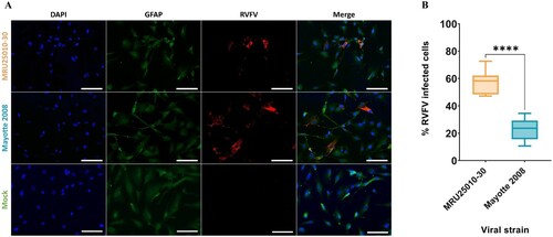 Figure 1. Human astrocytes are susceptible to RVFV infection. (A) Mock and RVFV-infected cells (MRU25010-30 and Mayotte 2008, MOI 0.1) were fixed at two days post-infection (dpi) and labelled with a monoclonal anti-N RVFV antibody (red), anti-GFAP antibody (green), and DAPI (blue) (scale bar 100 µm). (B) RVFV-infected cells (%) analysed by counting infected labelled cells compared to total cells number at 2 dpi (counting ≥1000 cells, n = 7, t-test: ****p-value < .0001).