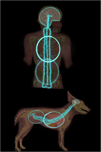 Figure A7. In the cellular frameworks, the cognitive force is part of the coupling between the nonphysical and physical electromagnetic fields associated with living organism models with DNA (representing the cellular framework). For example, this coupling is associated in animal models such as humans (Top) or dogs (Bottom) with the spinal cord and peripheral nervous tissue connecting the torso and head. This concept correlates with magnetic fields of the human body research (see [Citation43]).
