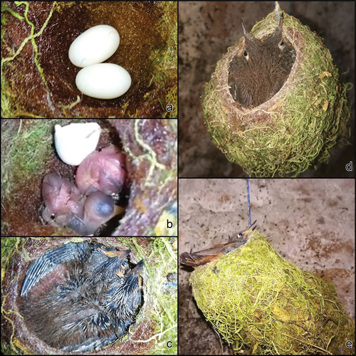 Figure 6. Nest of Rainbow Starfrontlet Coeligena iris, Cajas National Park, Azuay. (a) Eggs, 3 November 2018. (b) Chicks with a few hours old, 18 November 2018. (c) 13th day from hatching, 1 December 2018. (d) 18th day, 6 December 2018. (e) 24th day, chicks with full plumage development, 12 December de 2018. Photos IPA.
