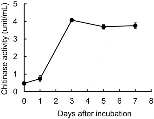 Figure 4. Chitinase production by SANA20. Bars indicate means ± standard deviations of five culture media at the indicated incubation periods (n = 5)