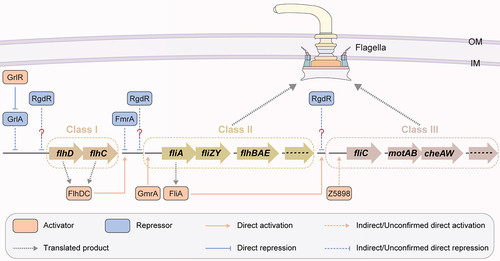 Figure 5. Regulation of flagellar gene expression by OI-encoded regulatory proteins in EHEC O157:H7. OI-encoded regulatory proteins, including GmrA, Z5898, FmrA, RgdR and GrlA-GrlR, affect EHEC O157:H7 motility and flagellar biosynthesis.