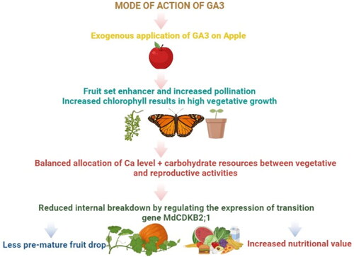 Figure 8. Mode of action of GA3 for controlling pre-mature fruit drop (PFD) in apples.