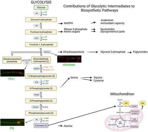 Figure 1. Glycolysis. On the left, glycolytic enzymes (blue boxes) and their products are shown representing the 10 steps of glycolysis. Steps using or generating ATP are denoted in green. On the right, the contributions of glycolysis to biosynthetic pathways. Pyruvate feeds into the TCA cycle and supports mitochondrial oxidative phosphorylation (bottom right). Examples of the distribution of select endogenous glycolysis enzymes detected through immunocytochemistry along the axons of embryonic chicken sensory neurons are shown. Enzymes are labeled in green and actin filaments in red. The examples shown are from our laboratory. Figure prepared using Biorender.com.
