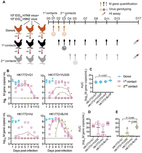 Figure 2. The onward transmission of reassortants in chickens co-infected with A(H7N9) and A(H9N2) viruses varied with strains in chickens. (a) Experimental scheme. Three chickens (designated as donors) were inoculated intranasally with a mixture of A(H7N9) and A(H9N2) viruses. At 1-day post-infection (D1), three donors were housed with three naïve contacts (designated as 1st contacts) in three cages. At D3, three 1st contacts were co-housed with three naïve chickens (designated as 2nd contact) in three cages. At D5, all chickens were single-housed. Oropharyngeal and cloacal swabs and sera were collected at these indicated time points; HI, hemagglutinin inhibition; (b) Viral loads detected in oropharyngeal swabs. The lines represent the average viral M gene copies of three chickens (dots). Black horizontal dashed lines represent the limit of detection. (c, d, and e) The area under the curve (AUC) of viral loads in oropharyngeal swabs. Statistical analyses were performed by Kruskal-Wallis test followed by Dunn’s multiple comparison test. The P < .05 values are shown.