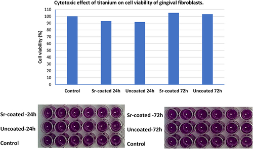 Figure 2 Cell viability of gingival fibroblasts in the presence of Ti. The gingival fibroblasts were grown on Sr-coated and uncoated Ti surfaces and the cell viability was determined after 24 hours and 72 hours by MTT assay. The untreated control cells represent 100%.