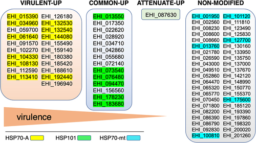 Figure 2. The stress response of virulent trophozoites involves heat shock proteins of the Hsp70 family. In the genome of E. histolytica HM1:IMSS strain, 86 genes encoding HSP proteins have been identified; of these, 78 genes have a transcriptional response in trophozoites undergoing OS. Gene expression analysis of stressed trophozoites indicates that the gene family encoding Hsp70 is preferentially upregulated (fold changes >3) in highly virulent amoebae; the Hsp101 encoding genes appear preferentially upregulated in virulent and attenuated amoebae, whereas only a gene encoding one HSP transcription factors is upregulated in attenuated trophozoites. In addition, 42 genes encoding HSPs are expressed at comparable mRNA levels in both types of trophozoites subjected to OS. The EHI_ prefix followed by numbers matches the gene identity in AmoebaDB database (https://amoebadb.Org).