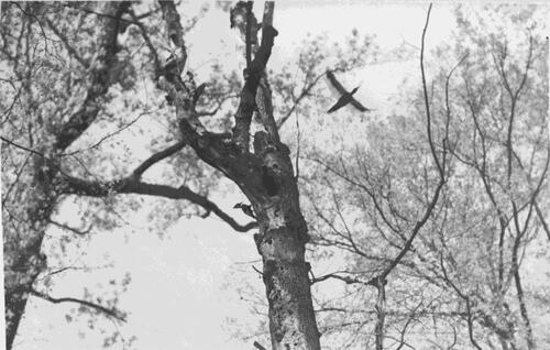 Figure 2. One of the only accepted photographs of ivory-billed woodpeckers, captured in Louisiana in 1935. These are the same individuals heard in the 1935 sound recordings. Albert Rich Brand papers, #21-18-899. Division of Rare and Manuscript Collections, Cornell University Library.