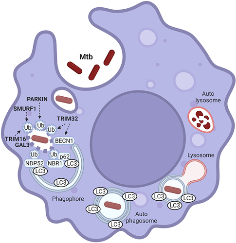 Figure 1. Molecular mechanisms underlying xenophagy response to Mtb infection. Intracellular Mtb replication and survival in macrophages is counteracted by xenophagy-mediated lysosomal degradation. Membrane permeabilization by bacterial effectors makes Mtb-containing vesicles accessible to the autophagy machinery. In this context, Mtb has to be first ubiquitinated to then recruit the SARs of the sequestome 1 (SQSTM1)/P62 family. SARs are both involved in recruiting the autophagy machinery for the in situ formation of the autophagosome (not shown in the picture), and in bacterial engulfment by binding to the autophagosome protein MAP1LC3B (LC3). PARKN, SMURF1, TRIM16 and TRIM32 are E3 ligases mediating Mtb ubiquitination. TRIM32 is also necessary to allow BECN1 translocation onto Mtb-containing vesicles. GAL3: GALECTIN 3. Phagophore: nascent autophagosome. The picture was created with BioRender.com.