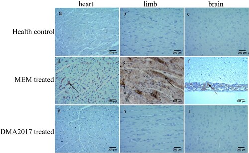 Figure 4. Immunohistochemical results. An anti-CA16 VP1 antibody was used to detect CA16 antigen. Numerous viral antigen positive reactions were observed in the heart, limb muscle and brain (arrows) in the MEM-treated mice. In contrast, no viral antigen was observed in the heart, limb muscle and brain of the health control and DMA2017-treated mice. Representative images are shown at a magnification of 200×. Scale bar: 200 μm.