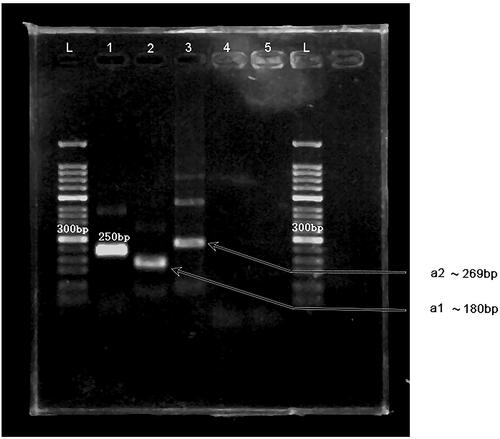 Figure 2. MIRA products separated on a 2% agarose gel. L: 50-bp DNA Ladder; 1: positive control (∼250 bp); 2: primer a1 (∼180 bp); 3: primer a2 (∼269 bp); 4: primer a1, negative control; 5: primer a2, negative control.