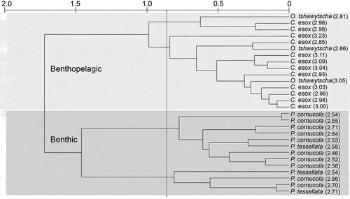 Figure 2. Dendrogram based on δ13C and δ15N values from a subtidal fish assemblage from Caleta Dighton (Barbara Channel; Fig.1) in the Francisco Coloane CMPA, Chile´s southern Patagonia. Numbers in parentheses are the estimated TL.