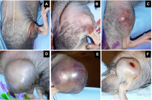 Figure 4 Representative images of subcutaneous rhabdomyosarcoma (RMS) tumors on Day 2 (A-C) and Day 19 (D-F) after the first intratumoral MYXVΔserp2 injection. Clinical signs associated with the tumors included erythema (A, B, D), swelling (B, E), ecchymosis (C, D, E), significant tumor development (D, E), and ulceration (F).