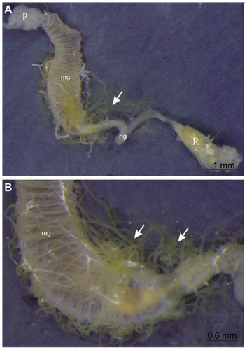 Figure 1 Digestive tract of Apis mellifera adult worker.