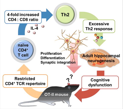 Figure 1. Proposed model of impaired cognitive function induced by alteration of Th2 cytokine levels. Mice with restricted CD4+ T cell receptor repertoire showed significant increased Th2 cytokine levels in peripheral and IL-4 in brain. Altered Th2 cytokine levels decrease the adult hippocampal neurogenesis as well as the cognitive function.