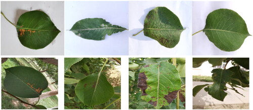 Figure 1. Part of the pear leaf disease dataset.