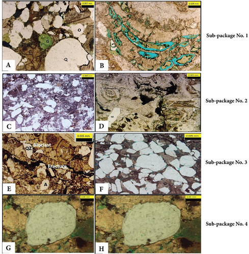 Figure 9. Core chips thin sections photomicrographs in GS184-4A well (a) Sample at depth 11,419.5 ft. shows Q. the corrosive action of calcite cement for QZ grains, C. spary calcite cement, O. siliceous overgrowth cement and G. glauconite. (b) A thin section at a depth of 11,423 ft., shows QZ grains, glauconite, micritic calcite cement, moldic porosity and bryozoa bioclast. (c) A thin section at 11,390 ft. shows QZ grains embedded in micritic cement in polarized light. (d) A thin section at a depth of 11,405 ft. shows foraminifera, traces QZ, glauconite, micritic calcite cement, and polarized light. (e) Sample at depth 11,353 ft. shows fracture-filled by pyrite, A. siliceous overgrowth cement, polarized light. (f) Photomicrograph at a depth of 11,372 ft. shows quartz grains with calcite cement, polarized and crossed polarized light. (g) Photomicrograph at a depth of 11,335 ft. shows siliceous overgrowth cement crossed polarized. (h) A thin section at a depth of 11,341 ft. shows well-sorted sandstone with intergranular porosity, crossed polarized: magnification 40X.