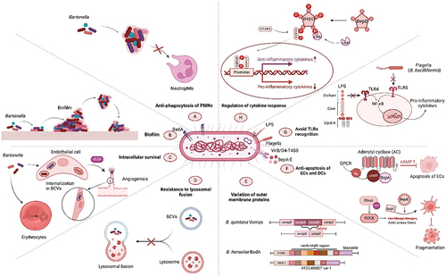 Figure 1. Overview of the immune evasion strategies of pathogenic Bartonella species. The robust cytoadhesive capacity of Bartonella adhesin a (BadA) helps to establish “invasomes,” thus evading phagocytosis by host polymorphonuclear neutrophils (PMNs) and promoting infection (A). Some strains, such as B. henselae, form protective biofilms, shielding them from harsh conditions (B). Bartonella species use intricate intracellular mechanisms, including induction of angiogenesis, to survive and replicate in the host cells (C). Sometimes after invasion, Bartonella produce Bartonella-containing vacuoles (BCVs), which lack typical endocytic markers and cannot fuse with lysosomes, to evade degradation (D). Bartonella species occasionally alter the host surface proteins to evade detection via antigenic or phase variation (E). Continuously growing Bartonella species also reduce endothelial cell susceptibility to apoptosis, mediated by the Bartonella effector proteins (beps), enhancing their persistence (F). Distinctive pathogen-associated molecular patterns (PAMPs), such as lipopolysaccharides (LPSs), and flagella affect the toll-like receptor (TLR) recognition, weakening the immune response (G). Bartonella species use various mechanisms to regulate anti-inflammatory cytokine secretion, reducing the efficacy of therapeutic strategies to disrupt pro/anti-inflammatory balance. These factors enable prolonged infection and pose significant challenges for effective treatment (H).