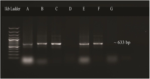 Figure 9. PCR confirmation of transformation of OsMYB48 into agrobacterium tumefaciens. Lane A, B, C, E: amplified products of OsMYB48 gene. Lane D, G: negative control.