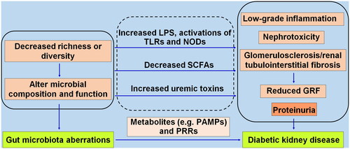 Figure 1. The gut microbiota aberrations promote diabetic kidney disease through metabolic disarrangement involving pathogen-associated molecular patterns (PAMPs) and pathogen recognition receptors (PRRs). The decreased microbial richness or diversity causes alterations in microbial composition and function, translocating opportunistic pathogens (pathobionts) like LPS, and activating toll-like receptors (TLRs), NOD-like receptors (NODs), reducing SCFAs, and increasing uremic toxins, leading to low-grade inflammation, nephrotoxicity, progressive glomerulosclerosis and fibrosis, consequently a reduced glomerular filtration rate (GRF) and proteinuria.