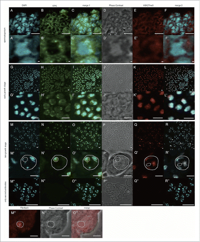 Figure 1. Anti-dJmj and H3K27me3 immunofluorescence analyses in wild-type Drosophila testes from spermatogonium to late growth stage. (A, G, M) Staining of spermatocytes with DAPI. (B, H, N, N″) Immunostaining of testes with the anti-dJmj antibody. (E, K, Q, Q″) Immunostaining of testes with the anti-H3K27me3 antibody. (M′″) Immunostaining of testes with the anti-Fibrillarin antibody. (D, J, P, P,″ N″′) Phase contrast images of spermatocytes. (C, I, O, O″) Merged DAPI staining with anti-dJmj staining images are shown. (F, L, R, R″) Merged DAPI staining with anti-H3K27me3 staining images are shown. (O″′) Merged anti-Fiblirallin staining with Phase contrast images are shown. (A-F) spermatogonium, (G-L) early growth stage, (M-R, M″–R,″ M″′–O″′) late growth stage. (A′–R′) Magnified images of each stage. (M″–R″) Immunostaining of spermatocytes in the early growth stage without 1st antibody. (M′–R′, M″′–O″′) A nucleus is encircled by solid line and a nucleolus is by dashed line. (K, L), (Q, R) the other cyst from (G-J), (M-P). Scale bars = 50 μm (G-R, M″–R″), 10 μm (A-F), 0.1μm (A′–F′, G′–R′, M″′–O′″).