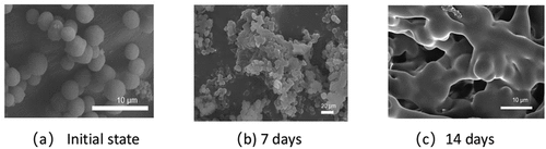 Figure 7. SEM images of quaternary composite copolymers at different hydration times.