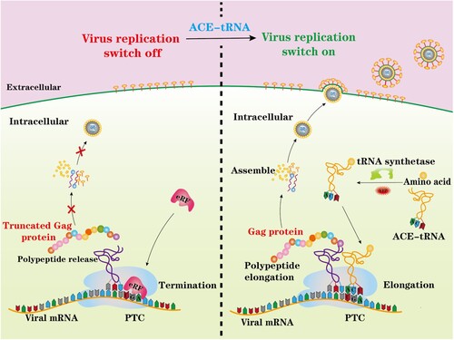 Figure 1. Schematic illustrating the principal of this study. A nonsense mutation PTC-containing virus was engineered and rescued by ACE-tRNAs. ACE-tRNAs are recognized by an endogenous aminoacyl-tRNA synthetase charged with their cognate amino acid. Aminoacylated ACE-tRNA is recognized by endogenous elongation factor 1-alpha (EF1α) and delivers the aminoacyl ACE-tRNA to the ribosome for PTC read-through, achieving PTC-harbouring virus rescue (right panel). In the absence of ACE-tRNAs, PTCs are recognized by eukaryotic release factor (eRF), and polypeptide elongation is terminated (left panel).