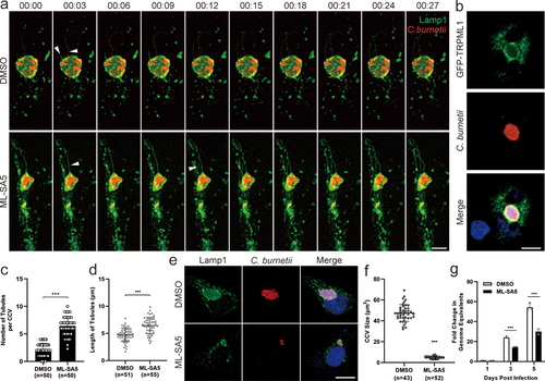 Figure 7. ML-SA5 treatment inhibited CCV biogenesis by promoting lysosomal tubulation and suppressed C. burnetii replication.
