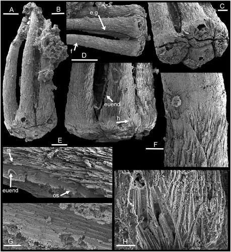 Fig. 3. Sclerite of Allonnia quadrocornuformis Ding & Li in Ding et al. Citation1992, PMU 21199 from GGU sample 271718, internal mould, Henson Gletscher Formation, Cambrian, Miaolingian Series, Wuliuan Stage, North Greenland. A, lateral view. B, lateral view showing location of E, F and G. C, oblique basal view showing crystals radiating from foramina (see also A and D). D, lateral view showing phosphatized infillings of euendoliths (arrow euend) crossing the cavity of the dissolved shell, and location of H. E, G, external mould of shell wall (located in B) with ridges; is, inner shell surface; os, outer shell surface; euend, infilled euendolith. F, detail of transition (located in B) from imbricating ridged lamellae to smooth tip of ray. H, detail of crystals (located in D). Scale bars: 10 µm (G); 20 µm (H); 50 µm (E, F); 100 µm (C); 200 µm (A, B, D). (Images D, H by Michael J. Vendrasco).