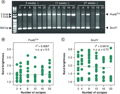 Figure 2. PCR outcome does not depend on number of scrapes collected per sample.(A) Example PCR gel image with samples of varying scrape number collected from three rats of different ages. (B) Scatter plot of PvalbCre PCR product band brightness versus rectal scrape number (n.s. r2 = 0.0067; p = 0.50). (C) Scatter plot of Sox21 PCR product band brightness versus rectal scrape number (n.s. r2 = 0.0019; p = 0.72).